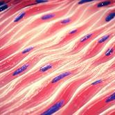 Muscle Stem Cell For Skeletal Muscle Regeneration Frontiers Research